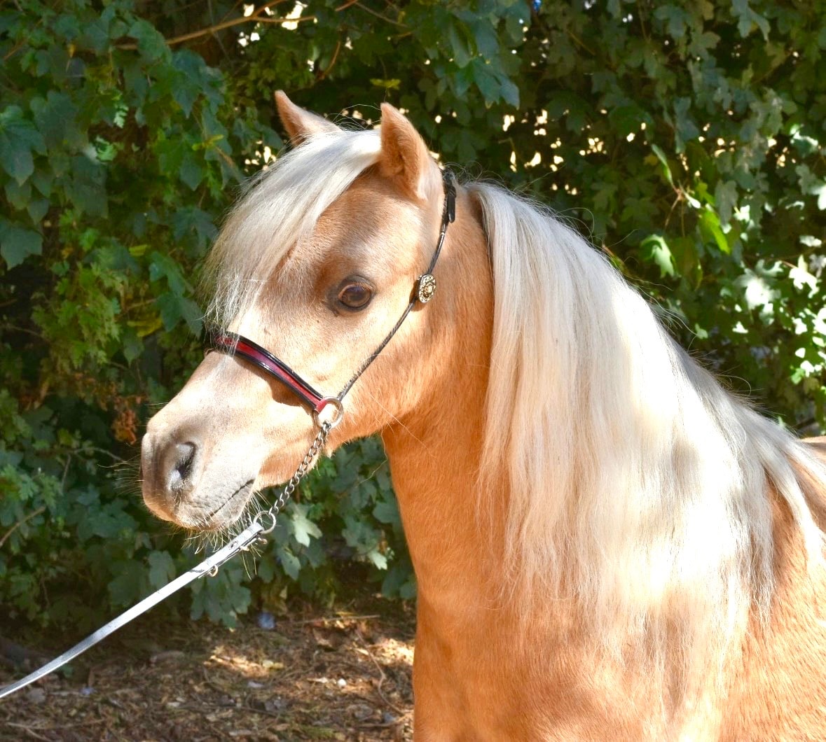 Flash Sentry our miniature horse