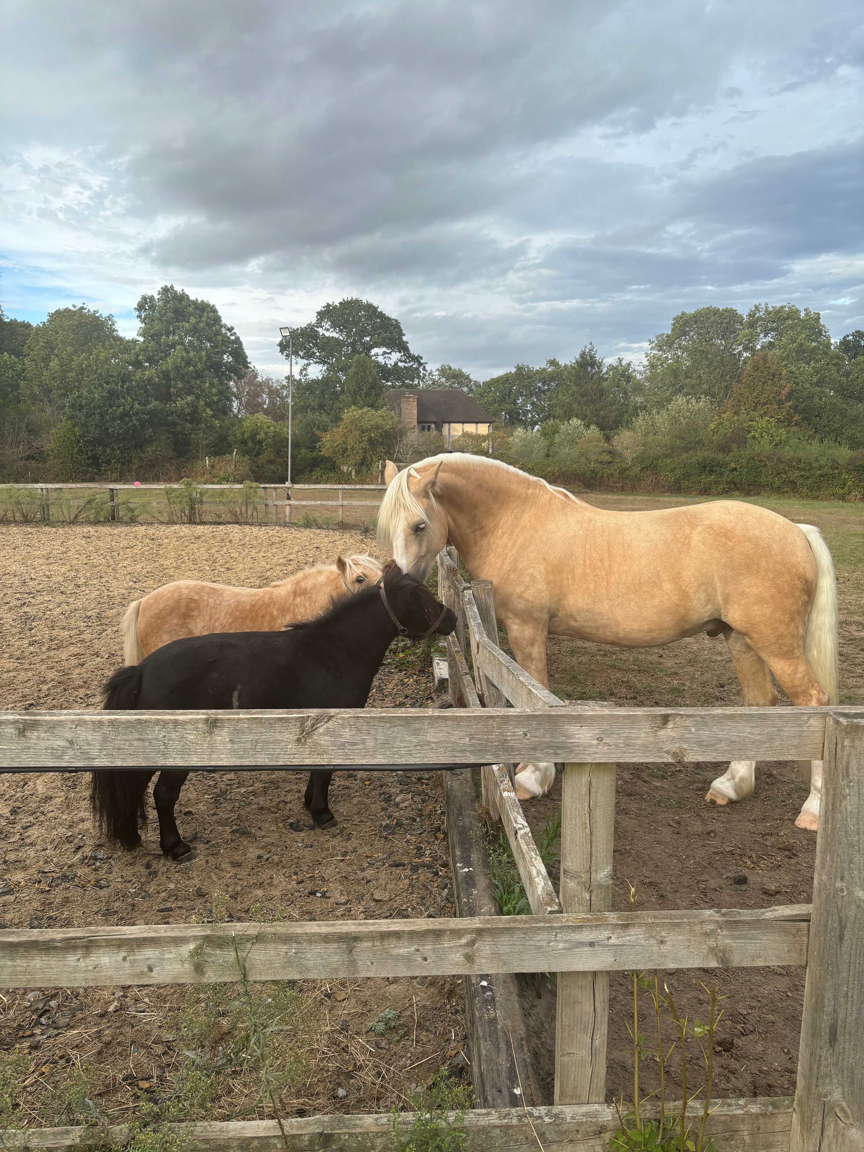 Kids meeting a miniature horse
